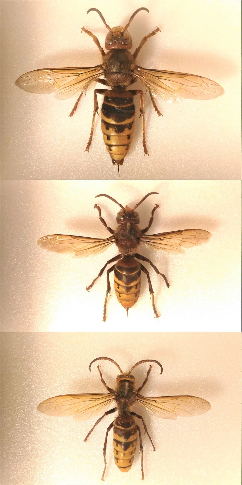 European hornet, queen (top), worker (middle) and drone bottom