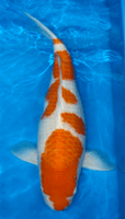 koi type kohaku