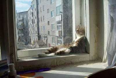  Best Of Cats Chillin’ Seen On lolpicturegallery.blogspot.com