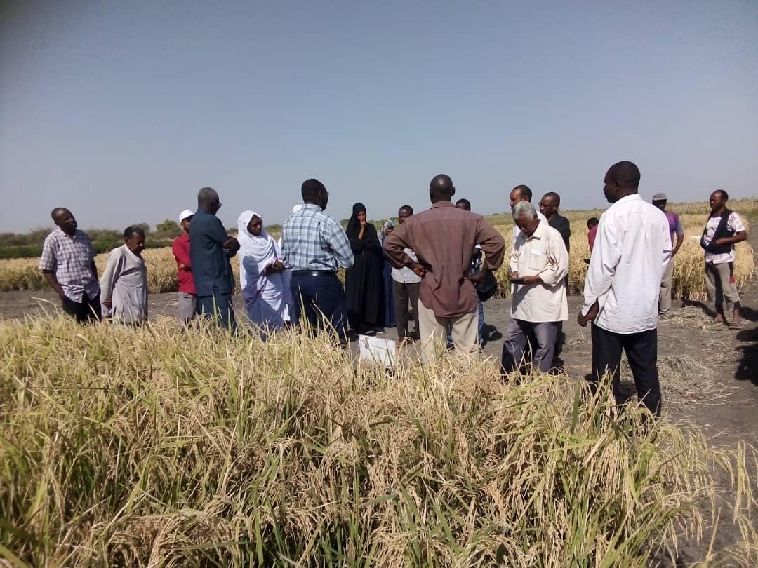 النيل الأبيض: زراعة محصول الأرز فرص الاستثمار ومقومات النجاح