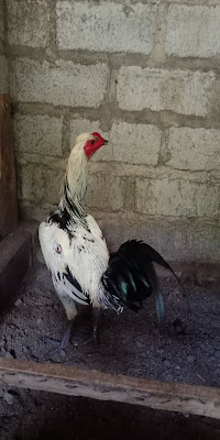 original birma