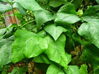 Leaves of Winged Bean