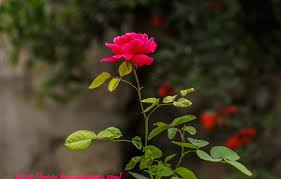  Beautiful Flower images,