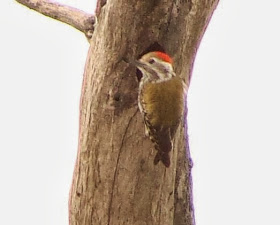 Abyssinian Woodpecker