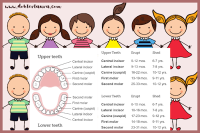 urutan-tumbuh-gigi-susu-dan-erupsi-gigi-permanen