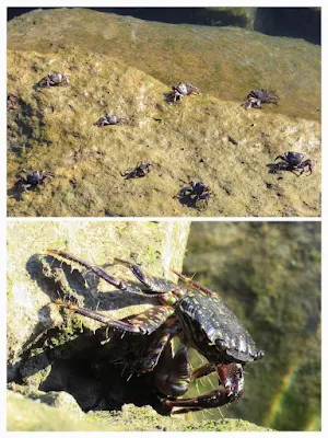 two picture collage of crabs near Carcavelos Beach near Lisbon. The top photo shows several crabs from a distance sunning on rocks and submerged in the water. The bottom photo is a close up of a single crab.
