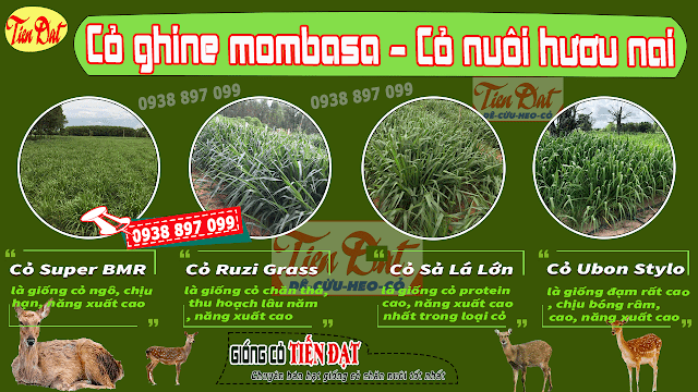 Loại cỏ tốt nhất cho hươu nai là cỏ ghine mombasa