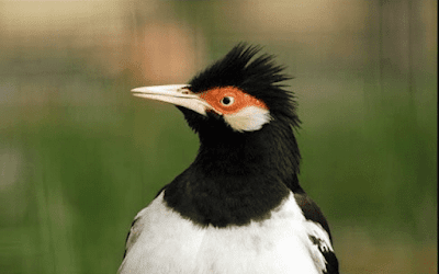 burung jalak suren jawa