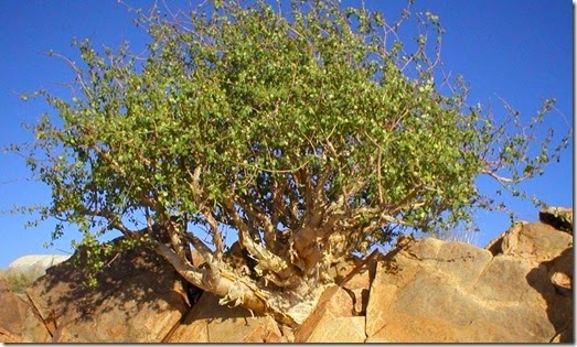 commiphora6