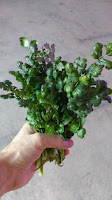 Cilantro