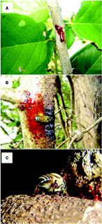 propolis dipilih lebah Raja Madu Madu Raja