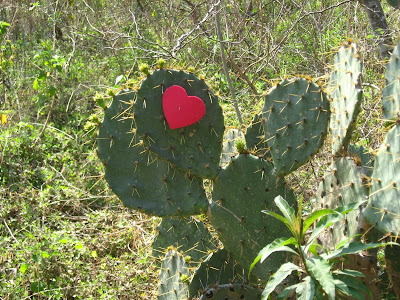 Corazon espinado, Monterrey