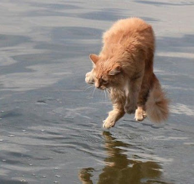 Inilah Alasan Mengapa Kucing Takut Pada Air