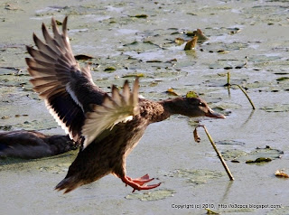 Mallards Landing