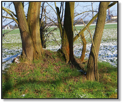 Frühlingserwachen