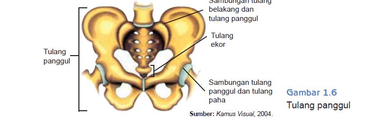 FUNGSI ALAT TUBUH MANUSIA SELAMAT DATANG DI BLOG ED RAJO 