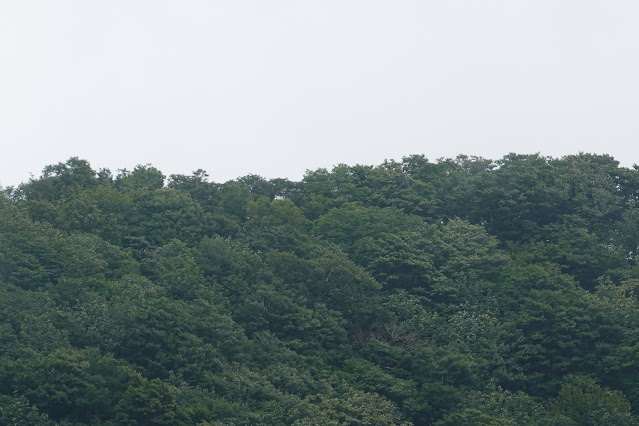 鳥取県日野郡江府町御机鏡ヶ成　擬宝珠山