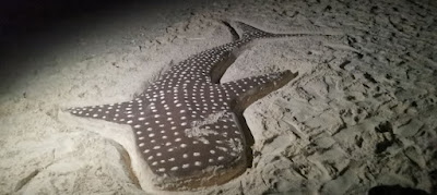 Tiburón Ballena. Figura de arena en la playa de Dhigurah.