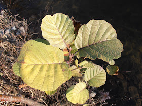 Hojas de Aliso (Alnus glutinosa)