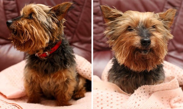 Britain's oldest dog celebrates his 117th birthday... but people still think he's a puppy