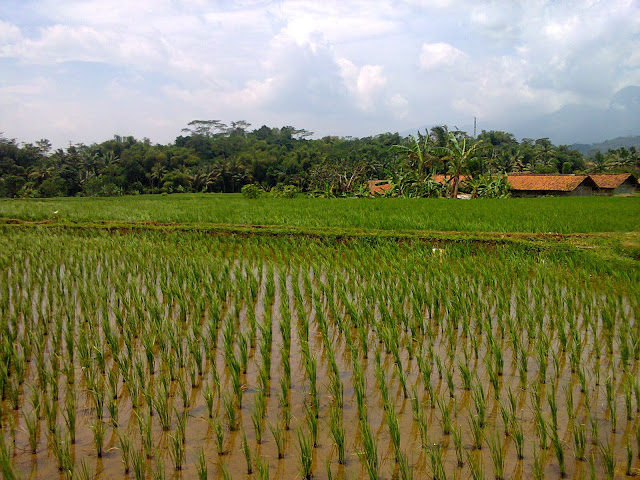 CARA MENILAI HARGA PAMPASAN TANAH