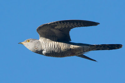 4 Burung Dengan Sistem Pertahanan Terhebat di Dunia