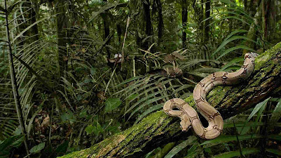HD Snakes Wallpapers and Photos | HD Animals Wallpapers
