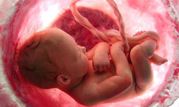 Top 10 Extraordinary Images Of Human Life Inside The Mother's Womb