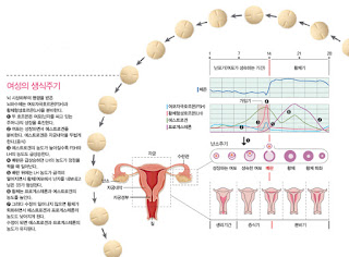 피임, 피임방법, 피임 루프, 자연피임법, 피임 영어, 피임주기 계산, 피임패치, 날짜피임법, 피임 확률, 자연피임기간, 자연주기 피임법