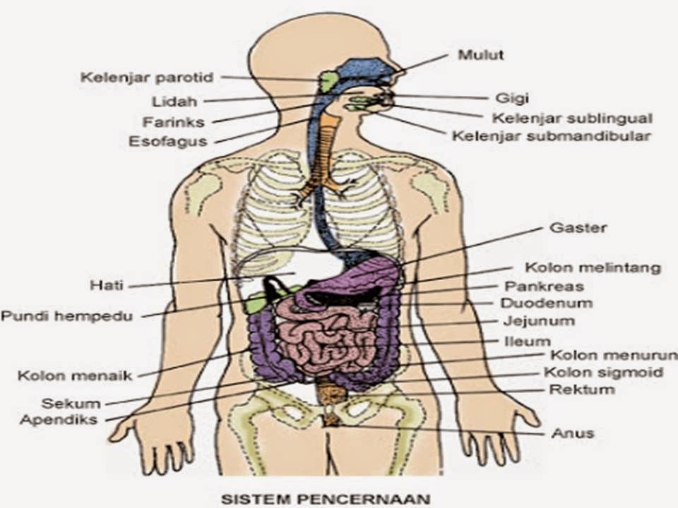 Gambar Anatomi Fisiologi Sistem Pencernaan 5 Kelenjar 
