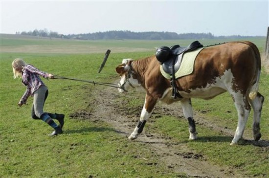 German Girl Trains Cow as a Show Horse