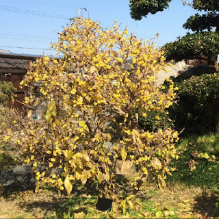 ロウバイ 記念樹におすすめの香りを楽しむ植物9選