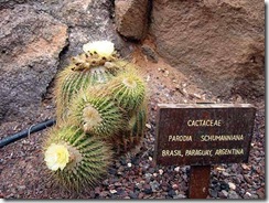 Parodia Schumanniana