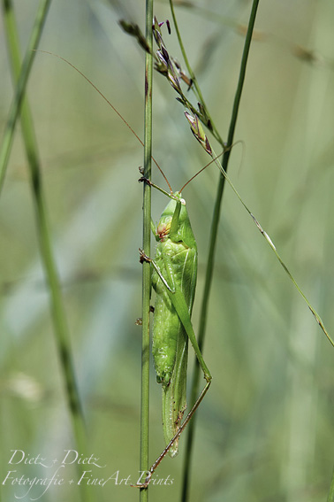 Grosse Schiefkopfschrecke (Ruspolia nitidula)