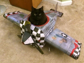 Funny cats - part 99 (40 pics + 10 gifs), cat pictures, cat sits on cardboard airplane