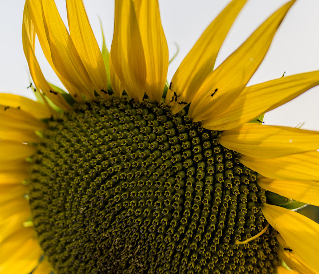 Girasoles, La Puebla del Rio, Sevilla