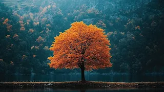 見事に紅葉した樹木