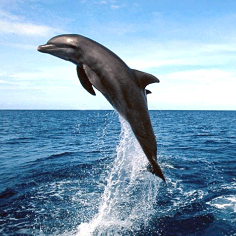 dolphin lovina