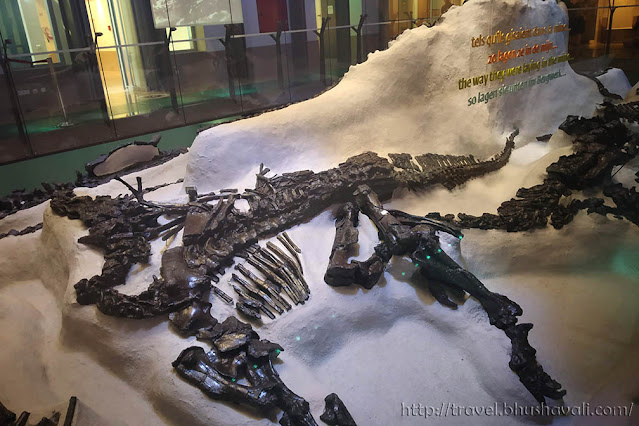 Royal Museum of Natural Sciences Belgium Natural History Dinosaur Museum Brussels