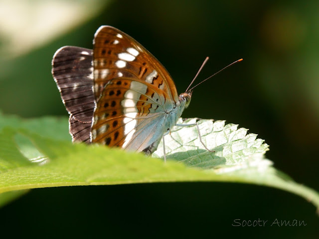 Limenitis camilla