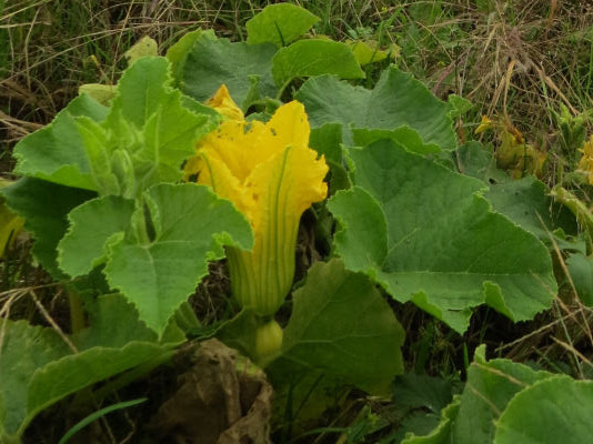 pumpkin blossom