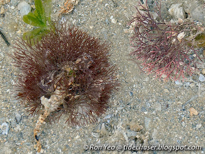 Branching Bryozoan