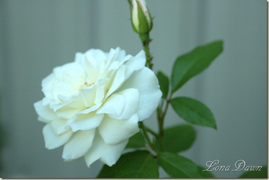 IcebergRose_Aug2