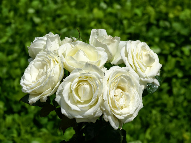 Beautiful White Rose Wallpapers Free Download