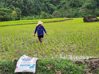 Rice farmer in his field