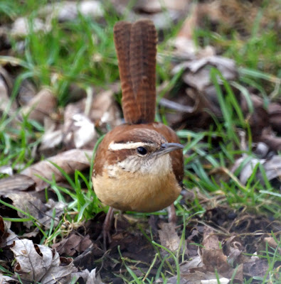 Carolina Wren