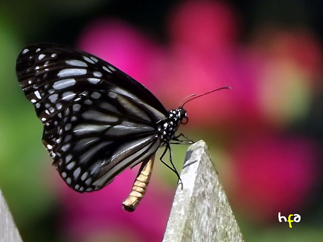 kupu kupu siang berwarna hitam upload di malam hari, bokeh