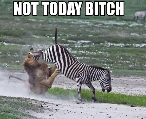 Photo for funny baby zebra pictures
