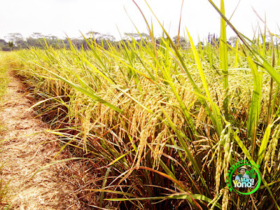 Tanaman Padi TRISAKTI SELEKSI di Sawah Tegalsungsang, Des, Bendungan,   Kec. Pagaden Barat. Subang, Jabar. 