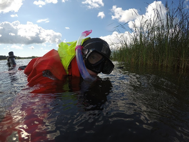 A mapper in shallow water, wearing snorkel. 